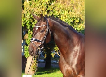 Hannoveriano, Caballo castrado, 4 años, 166 cm, Castaño oscuro