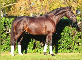 Hannoveriano, Caballo castrado, 4 años, 166 cm, Castaño oscuro