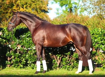 Hannoveriano, Caballo castrado, 4 años, 166 cm, Castaño oscuro