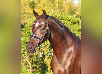 Hannoveriano, Caballo castrado, 4 años, 166 cm, Castaño oscuro