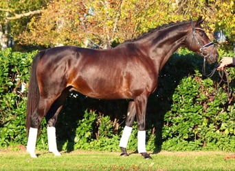 Hannoveriano, Caballo castrado, 4 años, 166 cm, Castaño oscuro