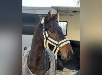 Hannoveriano, Caballo castrado, 4 años, 166 cm, Castaño oscuro