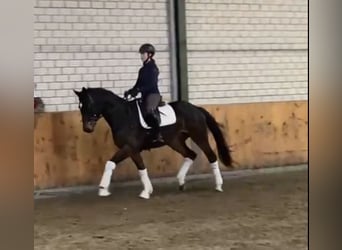Hannoveriano, Caballo castrado, 4 años, 166 cm, Castaño oscuro