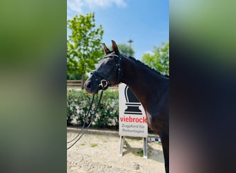 Hannoveriano, Caballo castrado, 4 años, 166 cm, Negro