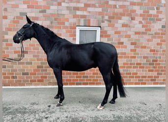 Hannoveriano, Caballo castrado, 4 años, 166 cm, Negro