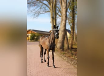 Hannoveriano, Caballo castrado, 4 años, 166 cm, Negro