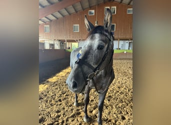 Hannoveriano, Caballo castrado, 4 años, 166 cm, Tordillo negro