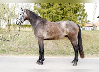 Hannoveriano, Caballo castrado, 4 años, 166 cm, Tordo