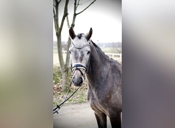 Hannoveriano, Caballo castrado, 4 años, 166 cm, Tordo