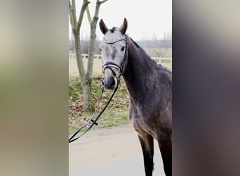 Hannoveriano, Caballo castrado, 4 años, 166 cm, Tordo