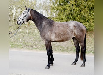 Hannoveriano, Caballo castrado, 4 años, 166 cm, Tordo