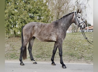 Hannoveriano, Caballo castrado, 4 años, 166 cm, Tordo