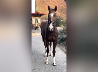 Hannoveriano, Caballo castrado, 4 años, 167 cm, Alazán