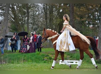 Hannoveriano, Caballo castrado, 4 años, 167 cm, Alazán