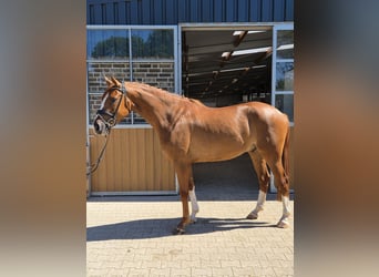 Hannoveriano, Caballo castrado, 4 años, 167 cm, Alazán