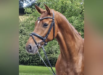 Hannoveriano, Caballo castrado, 4 años, 167 cm, Alazán