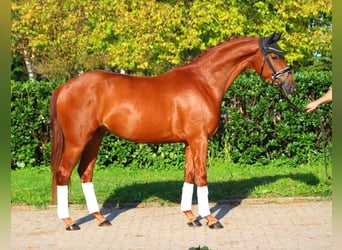 Hannoveriano, Caballo castrado, 4 años, 167 cm, Alazán