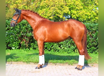 Hannoveriano, Caballo castrado, 4 años, 167 cm, Alazán