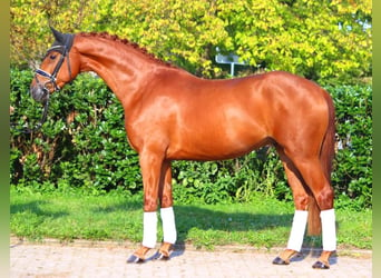 Hannoveriano, Caballo castrado, 4 años, 167 cm, Alazán