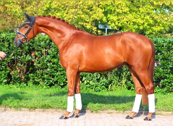 Hannoveriano, Caballo castrado, 4 años, 167 cm, Alazán