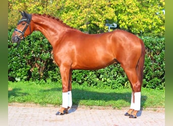 Hannoveriano, Caballo castrado, 4 años, 167 cm, Alazán