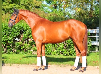 Hannoveriano, Caballo castrado, 4 años, 167 cm, Alazán