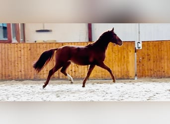 Hannoveriano, Caballo castrado, 4 años, 167 cm, Alazán