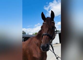 Hannoveriano, Caballo castrado, 4 años, 167 cm, Alazán