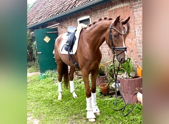 Hannoveriano, Caballo castrado, 4 años, 167 cm, Alazán-tostado