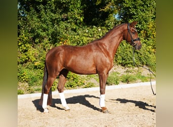 Hannoveriano, Caballo castrado, 4 años, 167 cm, Alazán-tostado
