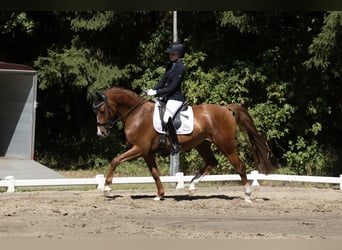 Hannoveriano, Caballo castrado, 4 años, 167 cm, Alazán-tostado