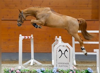 Hannoveriano, Caballo castrado, 4 años, 167 cm, Alazán-tostado