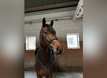 Hannoveriano, Caballo castrado, 4 años, 167 cm, Castaño