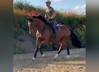 Hannoveriano, Caballo castrado, 4 años, 167 cm, Castaño