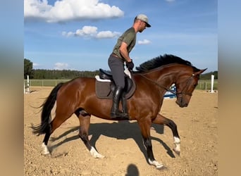 Hannoveriano, Caballo castrado, 4 años, 167 cm, Castaño