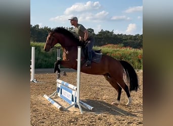 Hannoveriano, Caballo castrado, 4 años, 167 cm, Castaño