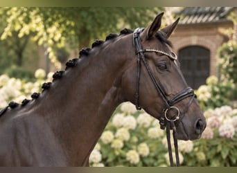 Hannoveriano, Caballo castrado, 4 años, 167 cm, Castaño
