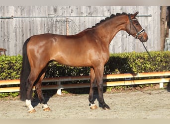 Hannoveriano, Caballo castrado, 4 años, 167 cm, Castaño