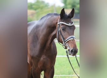 Hannoveriano, Caballo castrado, 4 años, 167 cm, Castaño