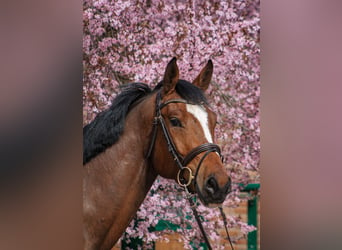 Hannoveriano, Caballo castrado, 4 años, 167 cm, Castaño