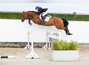 Hannoveriano, Caballo castrado, 4 años, 167 cm, Castaño