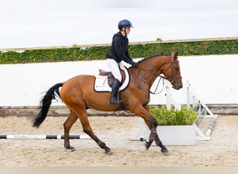 Hannoveriano, Caballo castrado, 4 años, 167 cm, Castaño