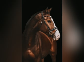 Hannoveriano, Caballo castrado, 4 años, 167 cm, Castaño oscuro