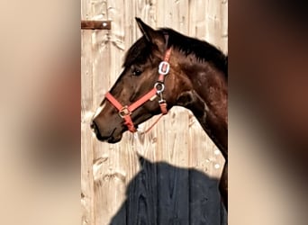 Hannoveriano, Caballo castrado, 4 años, 167 cm, Castaño oscuro