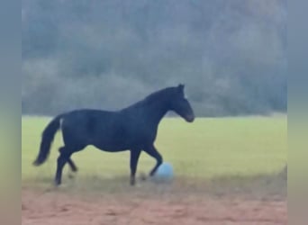 Hannoveriano, Caballo castrado, 4 años, 167 cm, Castaño oscuro