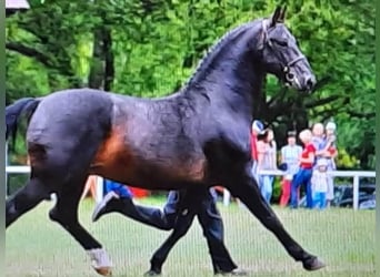 Hannoveriano, Caballo castrado, 4 años, 167 cm, Castaño oscuro