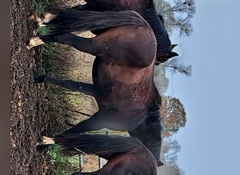 Hannoveriano, Caballo castrado, 4 años, 167 cm, Castaño oscuro