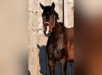 Hannoveriano, Caballo castrado, 4 años, 167 cm, Castaño oscuro