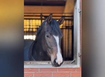 Hannoveriano, Caballo castrado, 4 años, 167 cm, Castaño oscuro