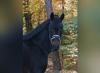 Hannoveriano, Caballo castrado, 4 años, 167 cm, Castaño oscuro
